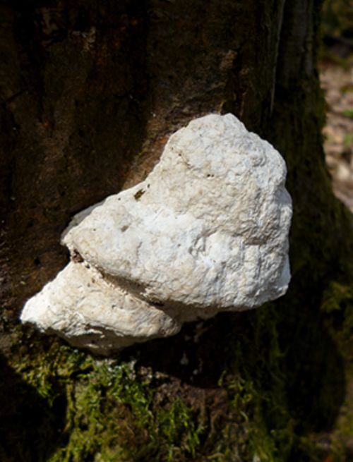 Young brackets on hornbeam coppice in Parndon Wood, Essex 